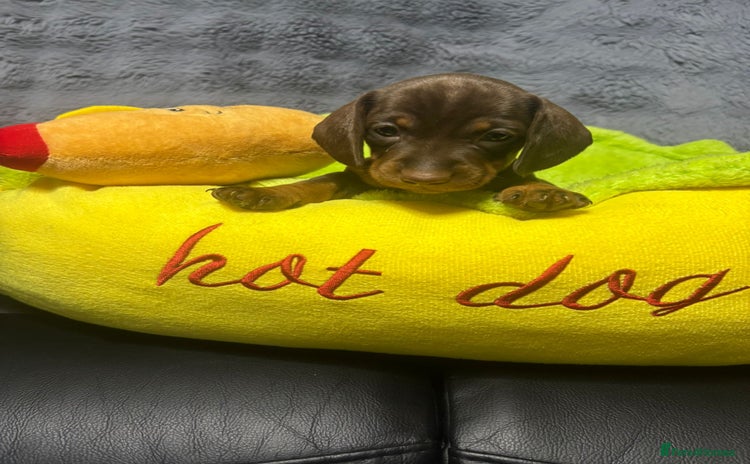 Dachshund dogs - Advert 3