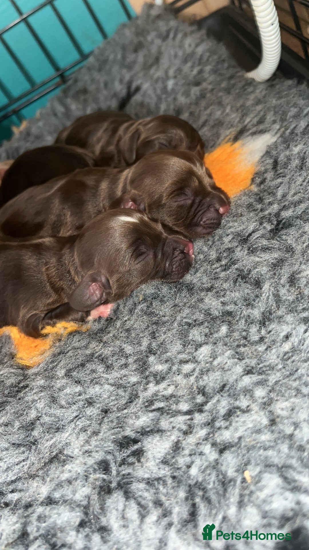 Cocker Spaniel dogs for sale: Beautiful cocker spaniel puppy’s  - Advert 3