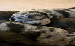 American Bully dogs for sale: RARE FLUFFY POCKET BULLIES - Image 9