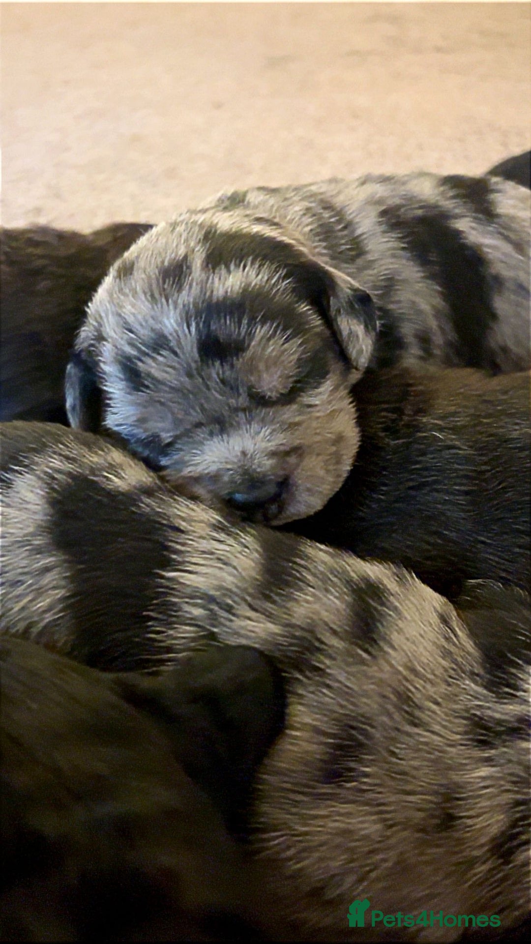 American Bully dogs for sale: RARE FLUFFY POCKET BULLIES - Image 9