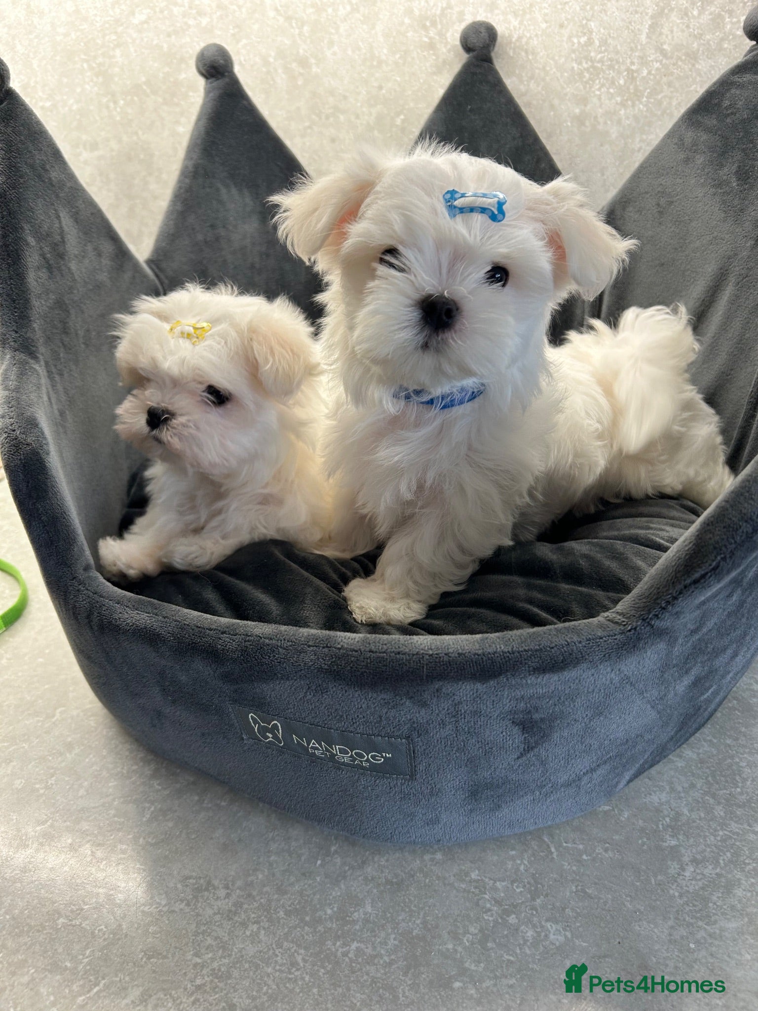 Maltese dogs KC Reg Korean Maltese Puppies - Advert 15