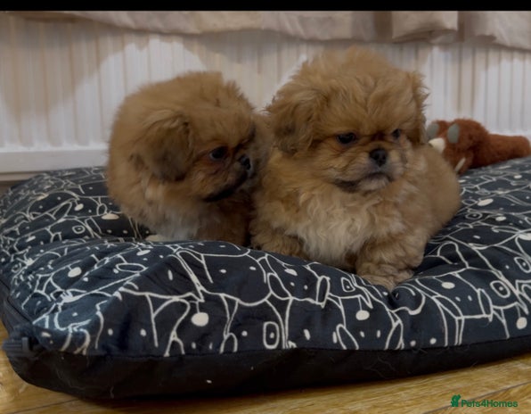 Pekingese dogs Pekingese puppies READY NOW - Advert 3