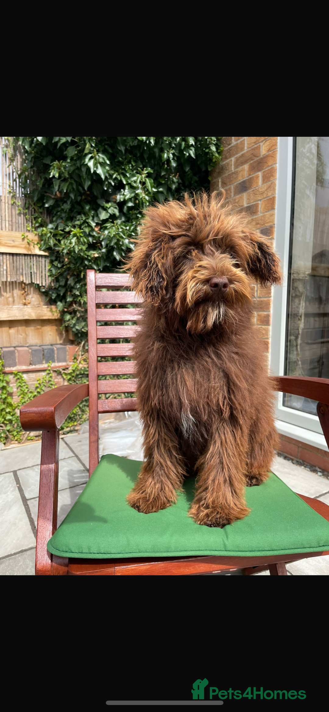 Maltipoo dogs for sale: Gorgeous maltipoo cross cavapoo chocolate   - Advert 2