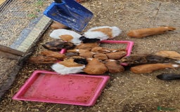Guinea Pig rodents for sale: guinea pigs for sale - Image 3