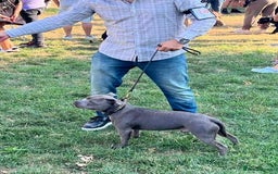 Staffordshire Bull Terrier dogs for stud: TRUSTED 5⭐️Licensed & Registered. GRAND CHAMPION🏆 in Wisbech - Image 2