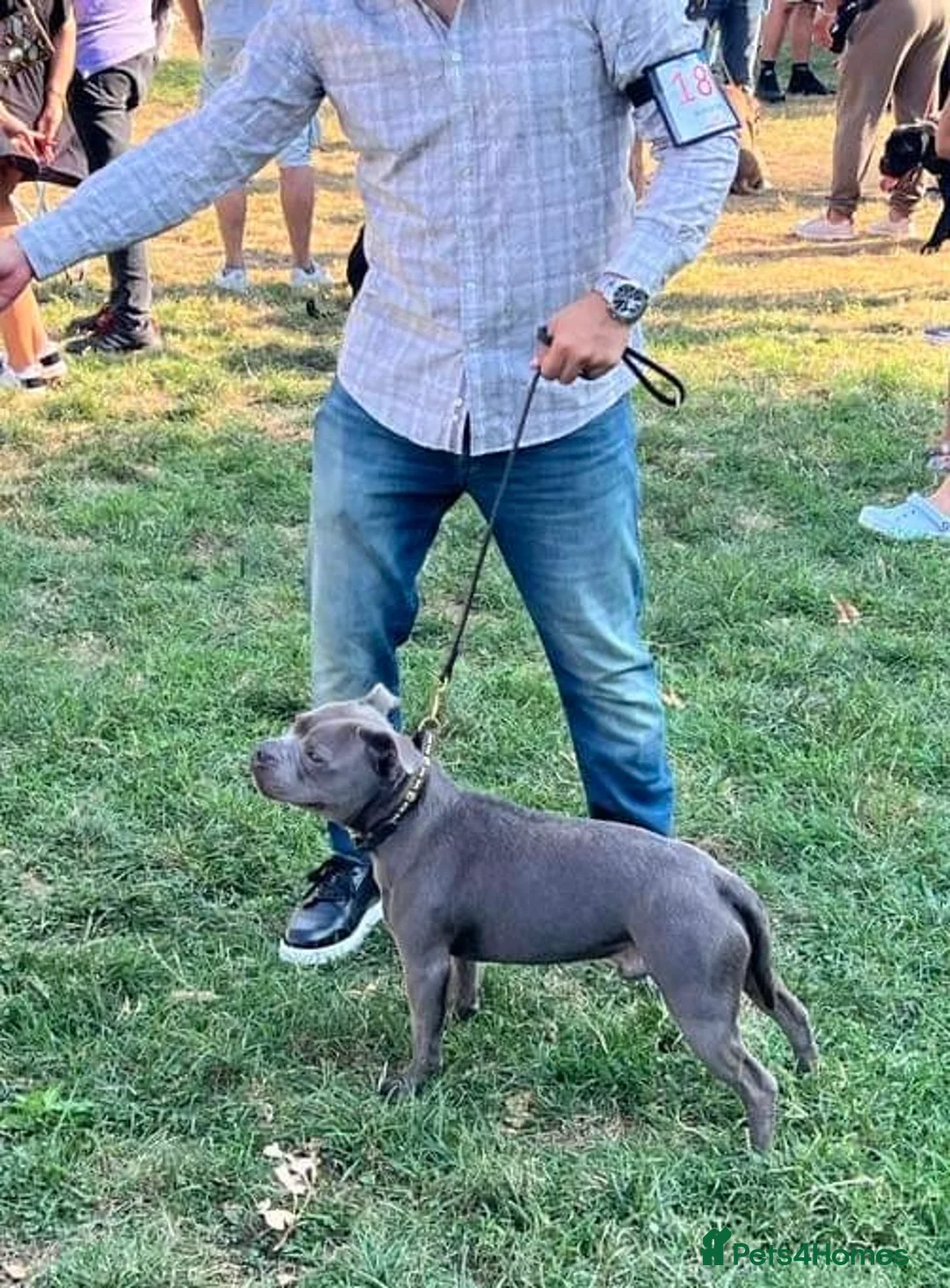 Staffordshire Bull Terrier dogs for stud: TRUSTED 5⭐️Licensed & Registered. GRAND CHAMPION🏆 in Wisbech - Advert 2