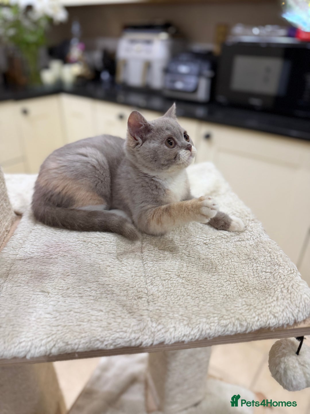 British Shorthair cats for sale: READY NOW - Full Pedigree Registered BSH kittens  - Advert 30
