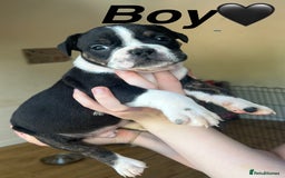 Mixed Breed dogs for sale: Olde Thyme English bulldog X New english bulldogs - Image 5