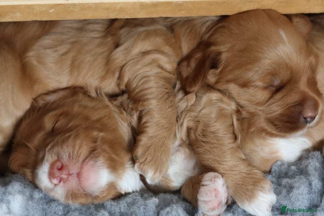 Aussiedoodle dogs for sale: Australian Labradoodles  in Middlesbrough - Image 2