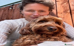 Irish Doodle dogs for stud: Gorgeous Deep Red Mini Irishdoodle for stud only in Totnes - Image 2
