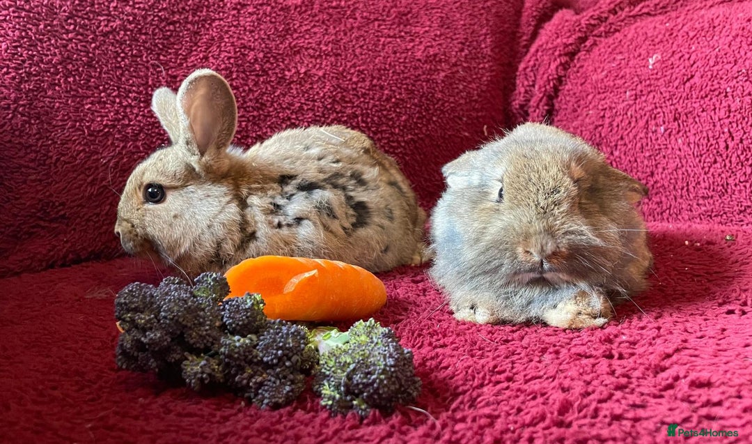 Mixed Breed rabbits for sale: Minilop, lionhead and mixed breed baby rabbits. - Image 7