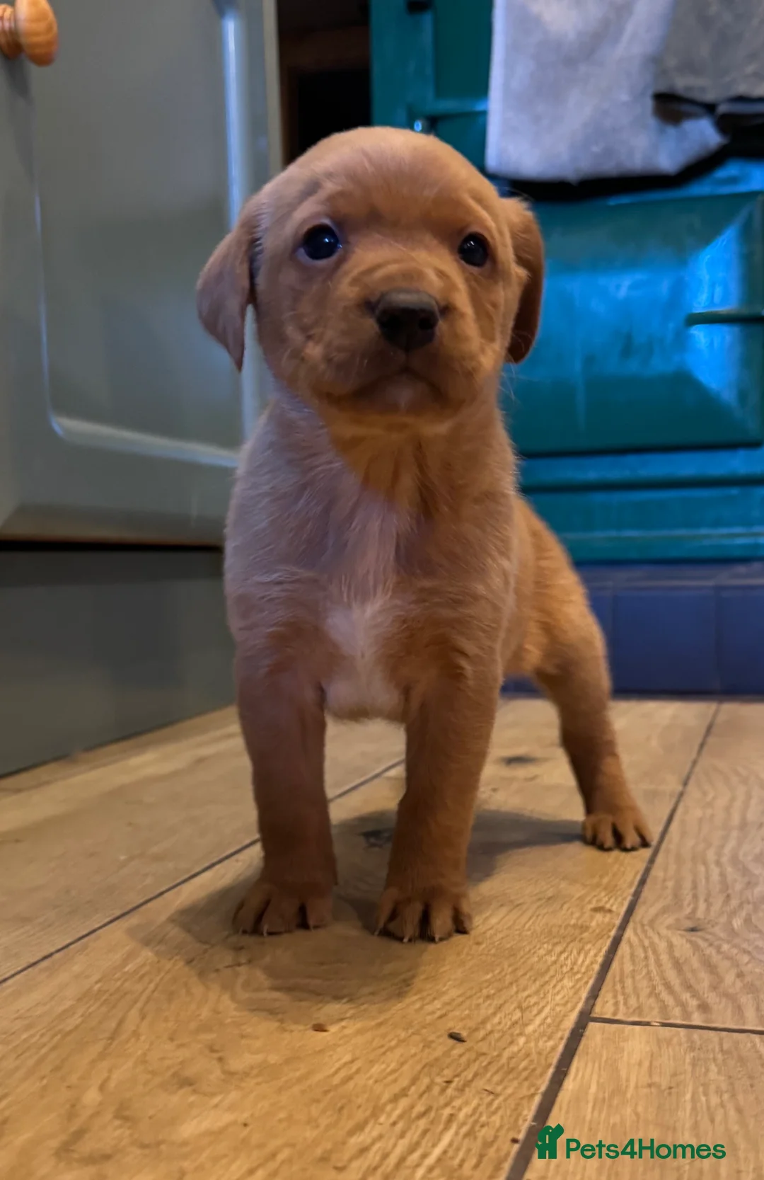 Labrador Retriever dogs for sale: Beautiful KC registered Labrador Retrievers - Advert 12