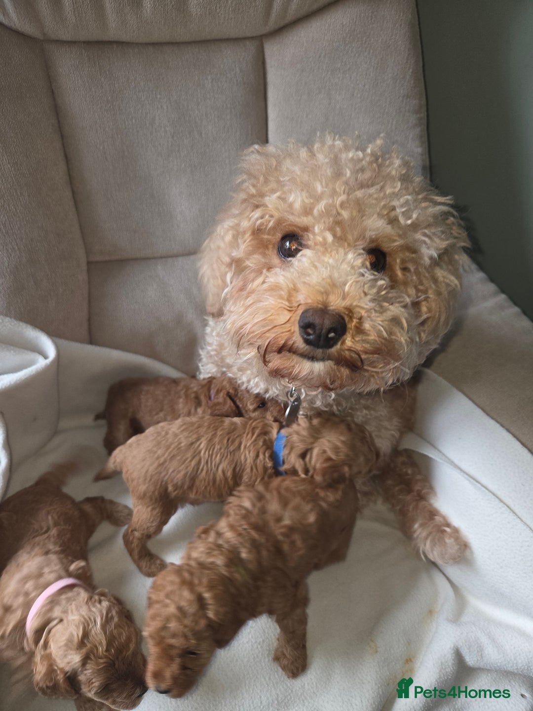 Poochon dogs for sale: Poochon pups for sale - Advert 2