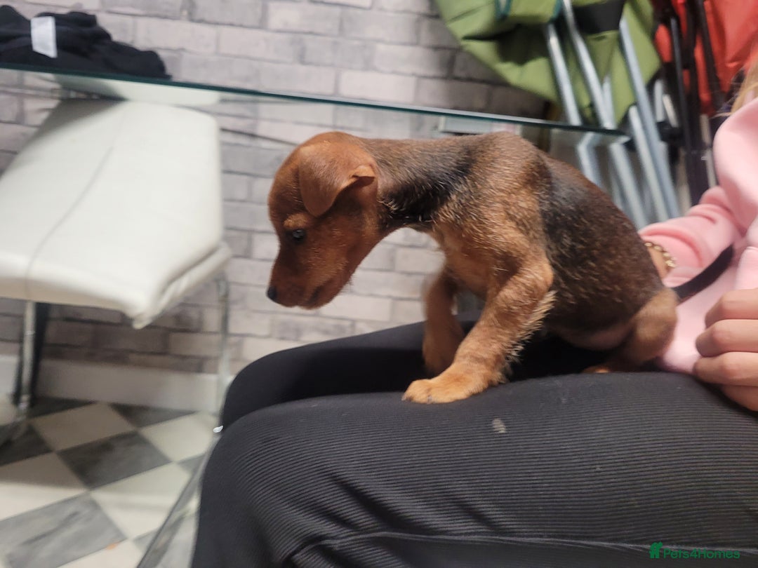 Patterdale Terrier dogs for sale: Patterdale pups - Image 4