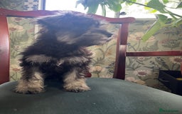 Miniature Schnauzer dogs for sale: KC miniature schnauzer (house trained) - Image 5