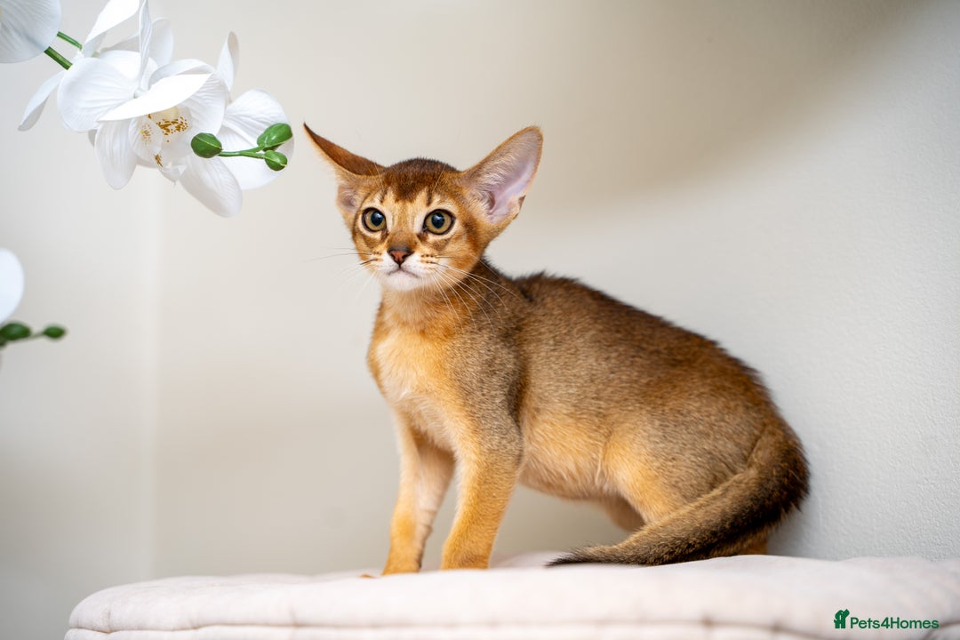 Abyssinian cats for sale: Vanilla Boy-Exceptional Abyssinian-Champion line - Advert 13