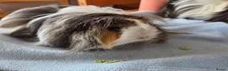 Guinea Pig rodents for sale: 💎 2 Adorable Males 🐷💎 - Advert 3