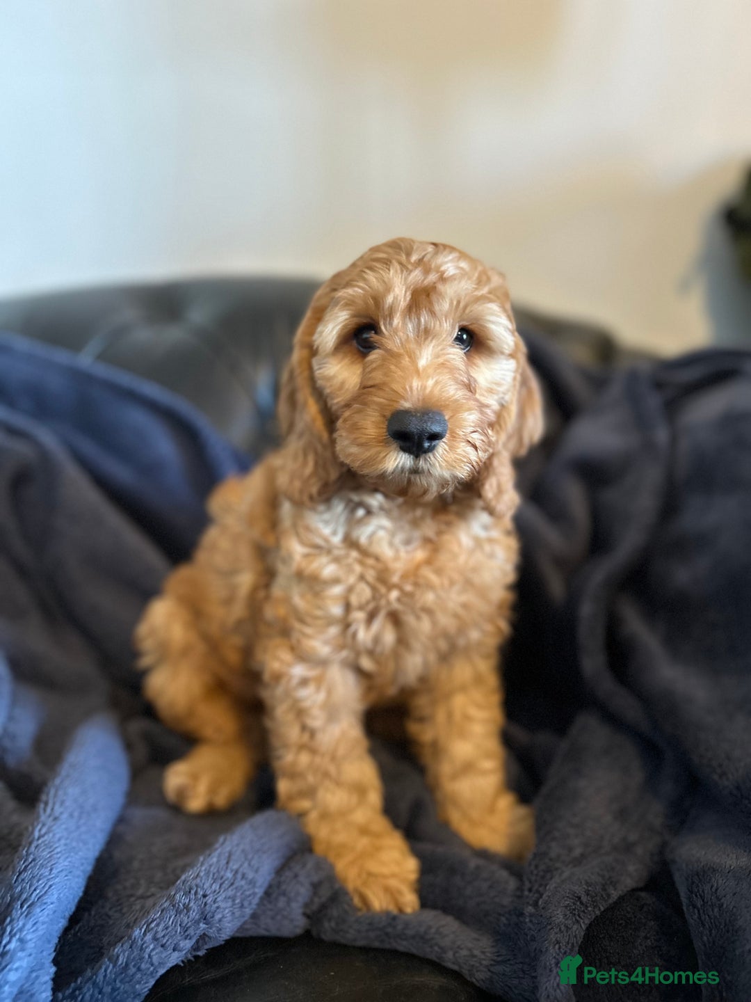 Cockapoo dogs for sale: 5 Gorgeous F2 Cockapoo Puppies Remaining!! 🐶 - Image 17