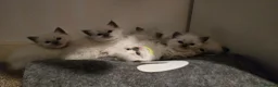 Ragdoll cats for sale: Affectionate Ragdoll Kittens Health-Tested Line - Advert 9