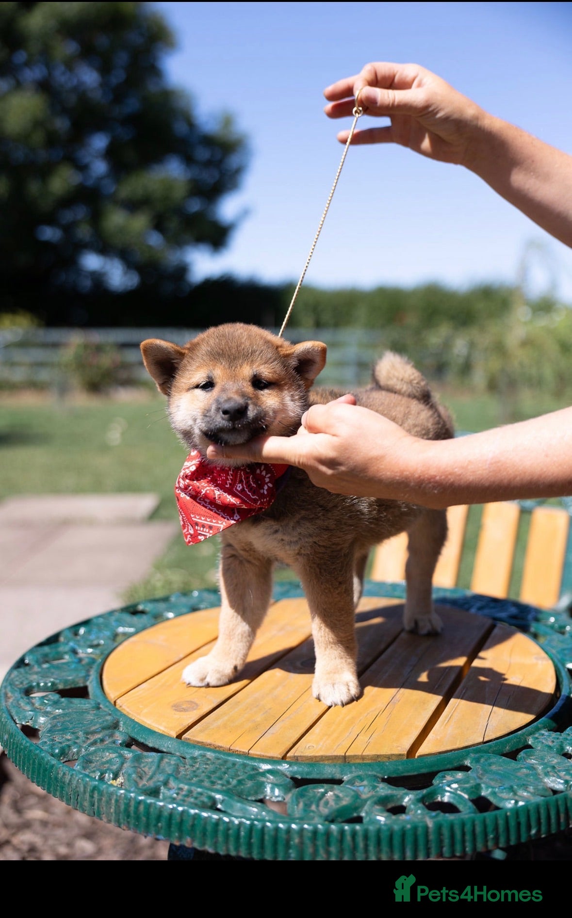 Japanese Shiba Inu dogs Outstanding original Japanese Shiba Inu girls   - Advert 2