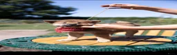 Japanese Shiba Inu dogs for sale: Outstanding original Japanese Shiba Inu puppies  - Advert 7