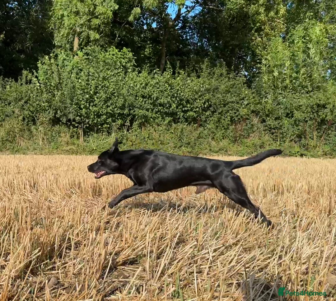Labrador Retriever dogs for stud: Black Labrador Retriever – At Stud. KC Registered in Salisbury - Image 3