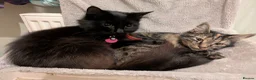 Mixed Breed cats for sale: Bonded pair;lovely;friendly female 1/2 Siberian - Advert 9