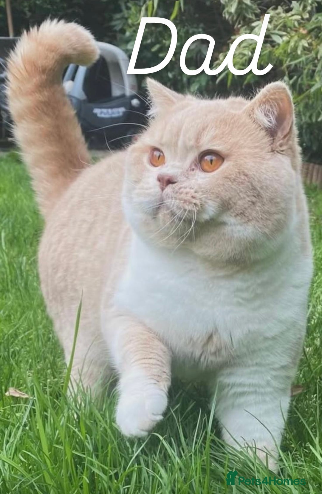 British Shorthair cats for sale: Registered British short hair babies available  - Advert 10