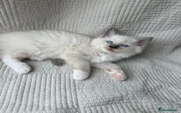 Ragdoll cats for sale: Adorable Pedigree Ragdoll Kittens Available 🐾 - Image 11