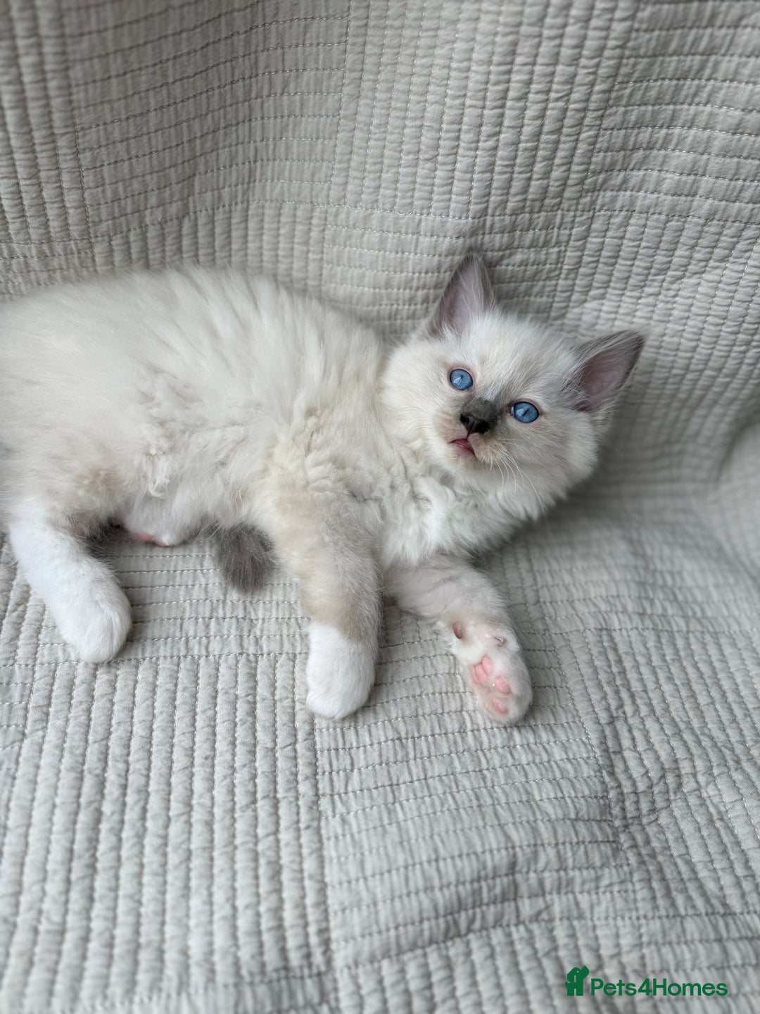 Ragdoll cats for sale: Adorable Pedigree Ragdoll Kittens Available 🐾 - Image 11