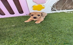 Mixed Breed dogs for sale: 7 beautiful jackshund puppies for sale - Image 8