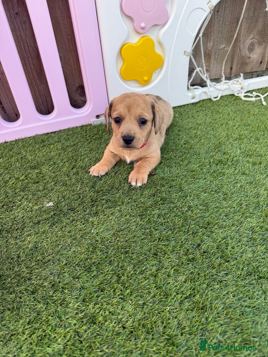 Mixed Breed dogs for sale: 7 beautiful jackshund puppies for sale - Image 8