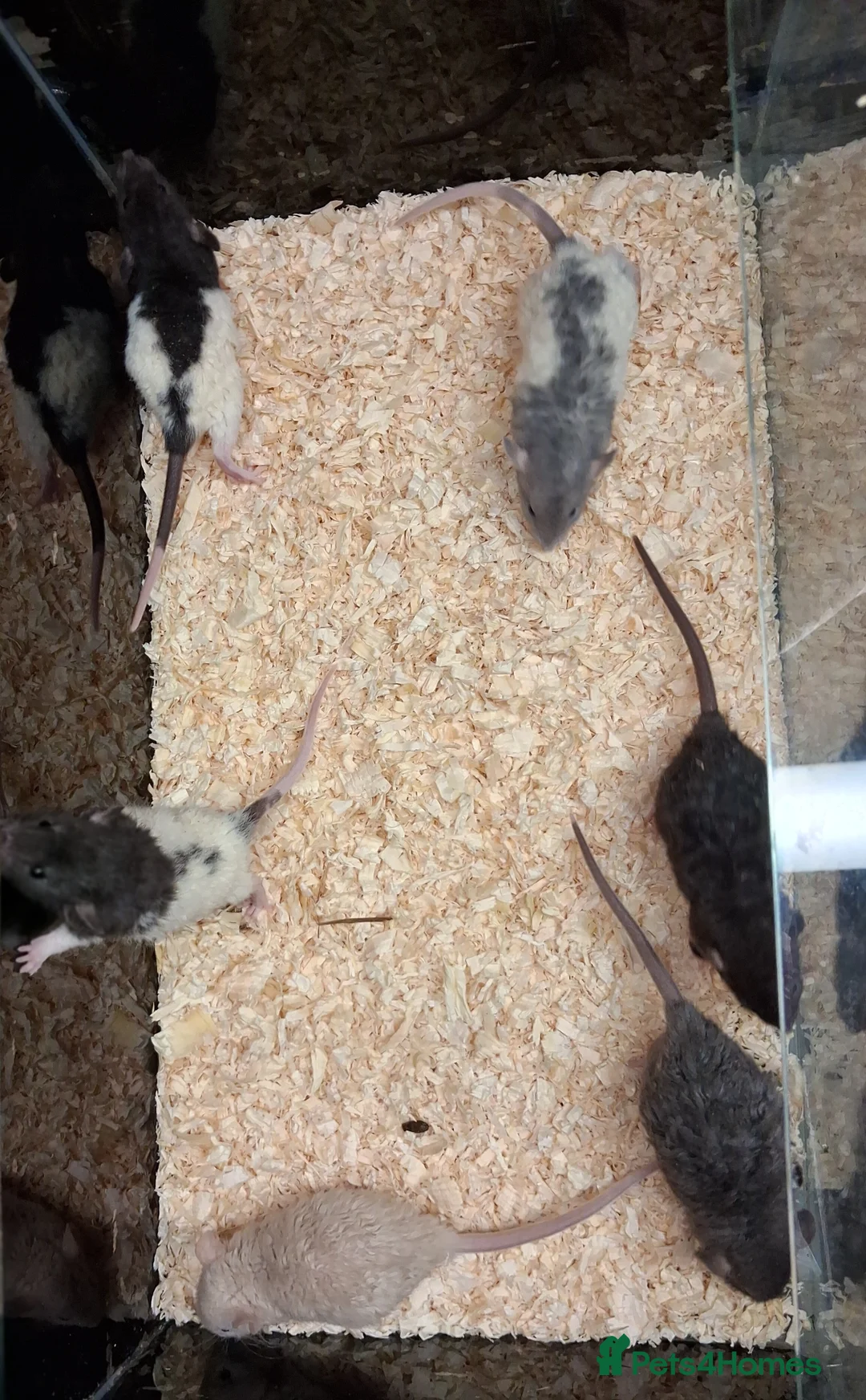 Rat rodents for sale: Baby Dumbo rats, natural, Rex , Nakeds - Advert 8