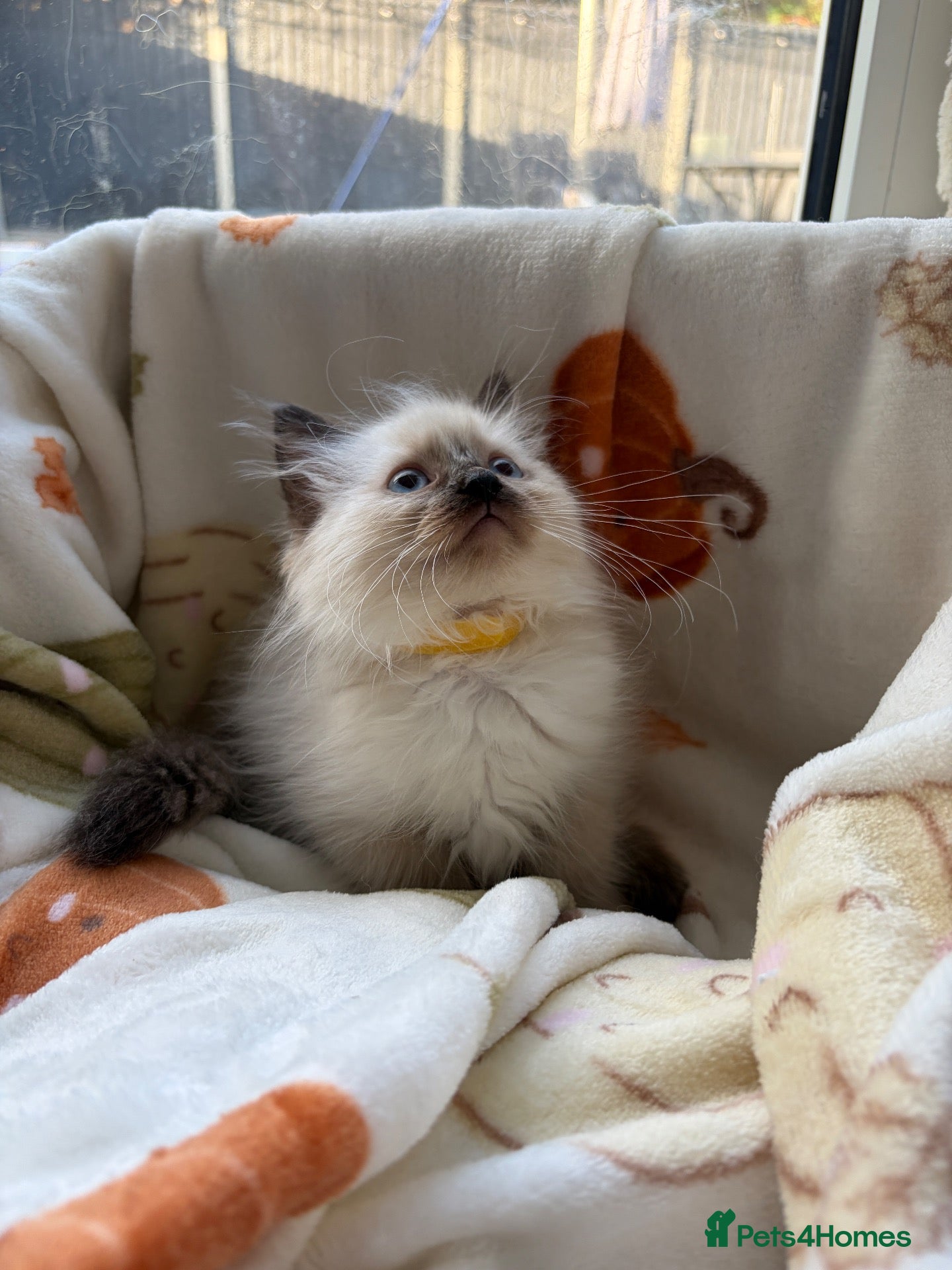 Ragdoll cats ✨ Beautiful GCCF Ragdoll Kittens from Serenity✨ - Advert 1