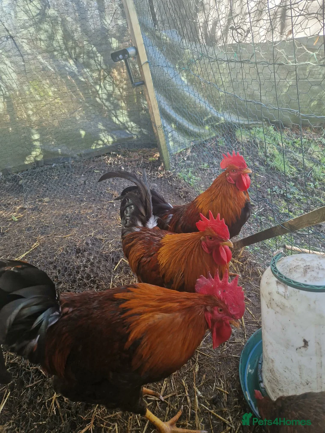 Chickens poultry for sale: 2 Roosters to be taken asap - Advert 1