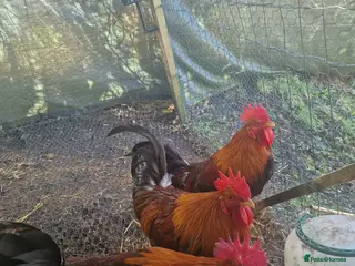 Chickens poultry 2 Roosters to be taken asap - Advert 2
