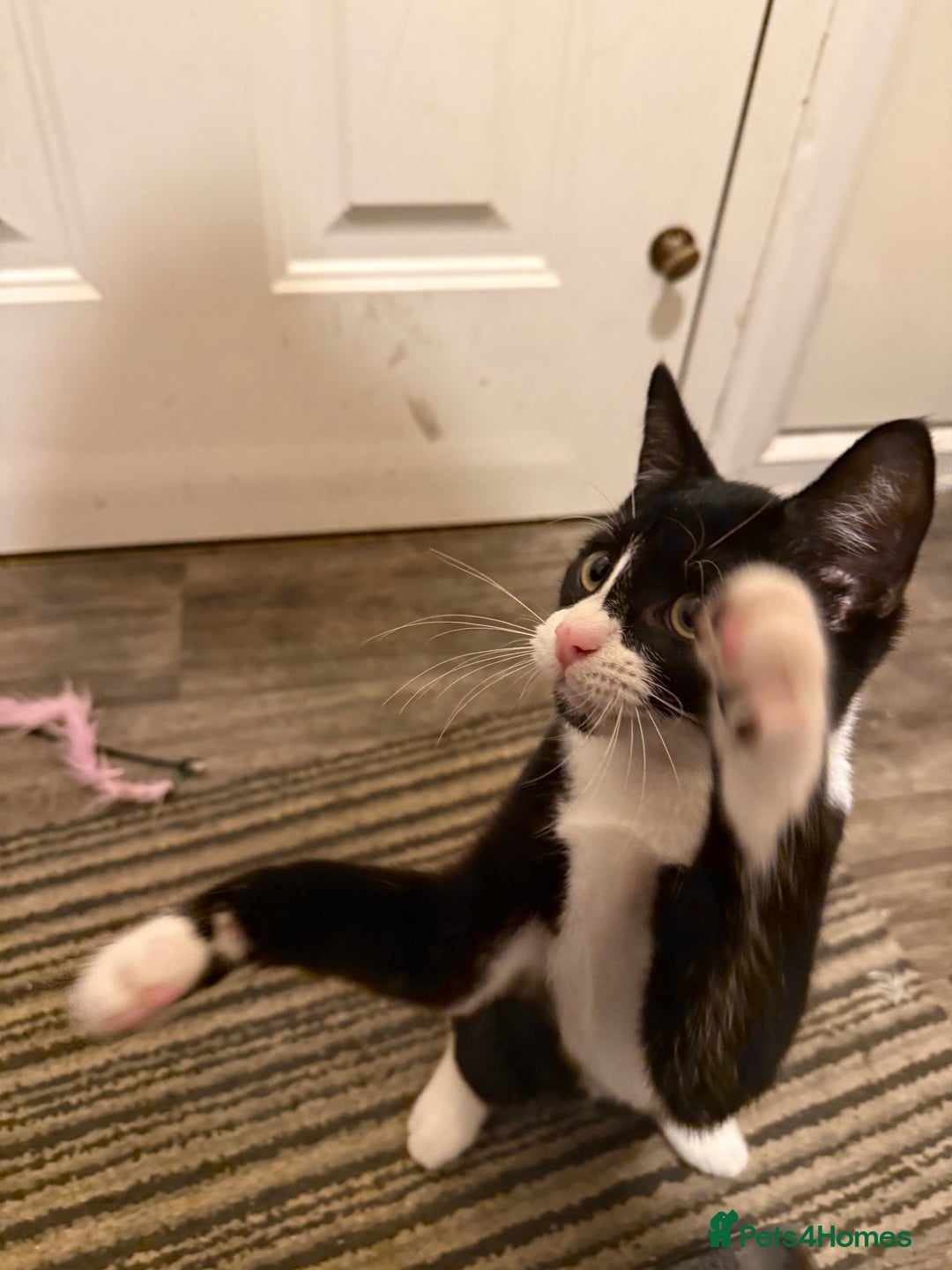 Mixed Breed cats for sale: Kittens  - Advert 16