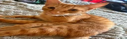 Mixed Breed cats for sale: Brother and sister - Advert 2