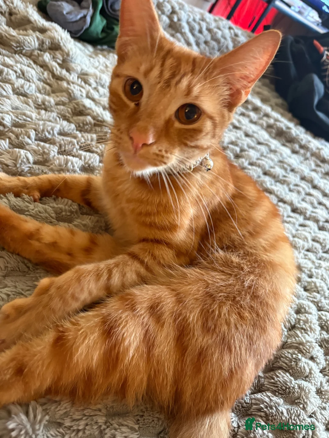 Mixed Breed cats for sale: Brother and sister - Advert 2