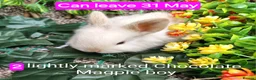 Mini Lop rabbits for sale: Baby mini lops gorgeous  - Advert 4