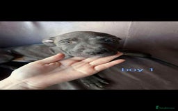 Staffordshire Bull Terrier dogs for sale: Staffy pups - Image 2