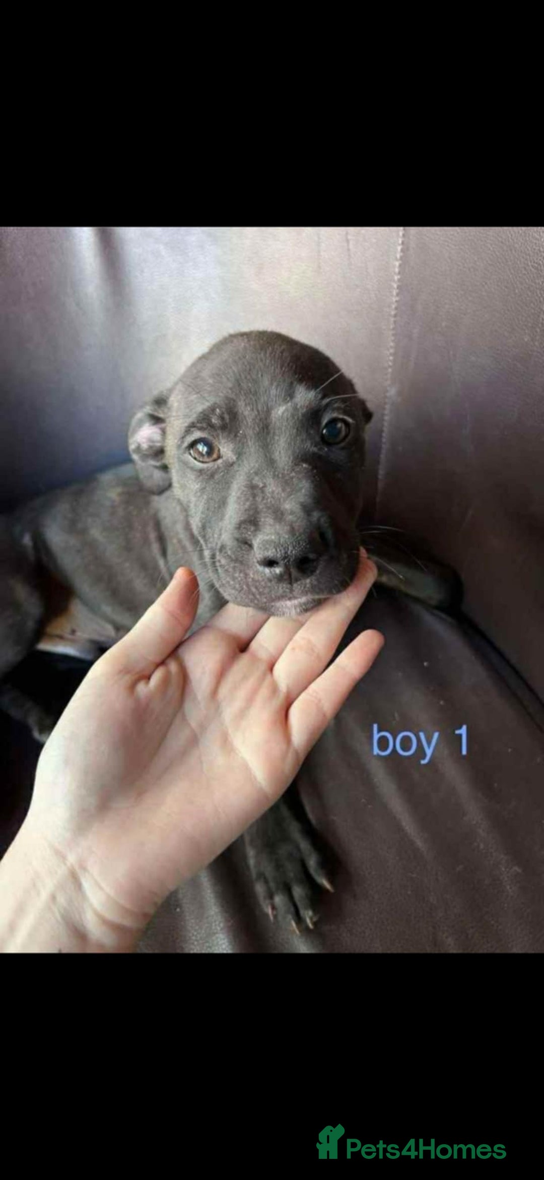 Staffordshire Bull Terrier dogs for sale: Staffy pups - Image 2
