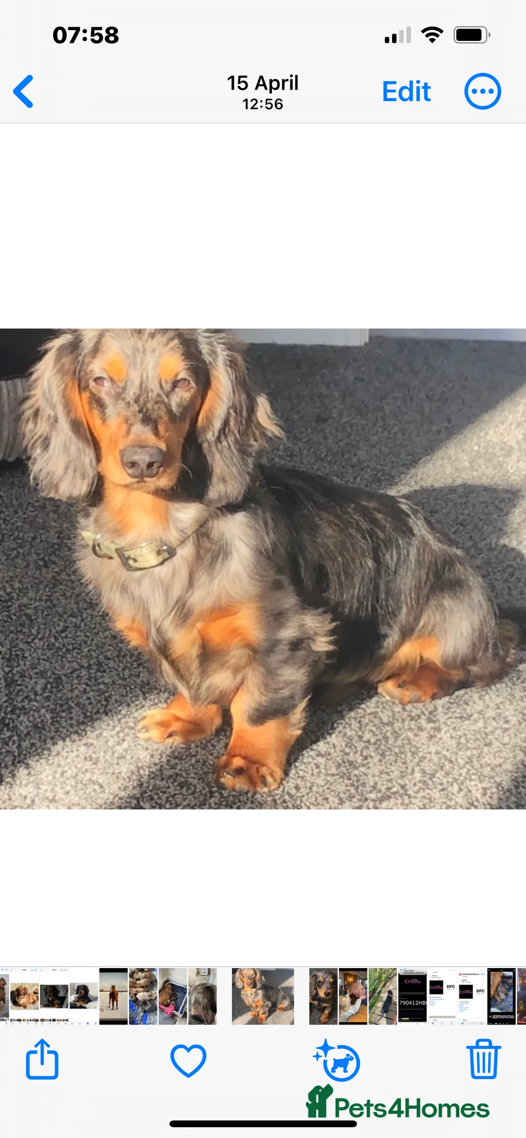 Dachshund dogs for stud: LONGHAIRED KC REG TRI COLOURED STANDARD FOR STUD  in Lancaster - Advert 2