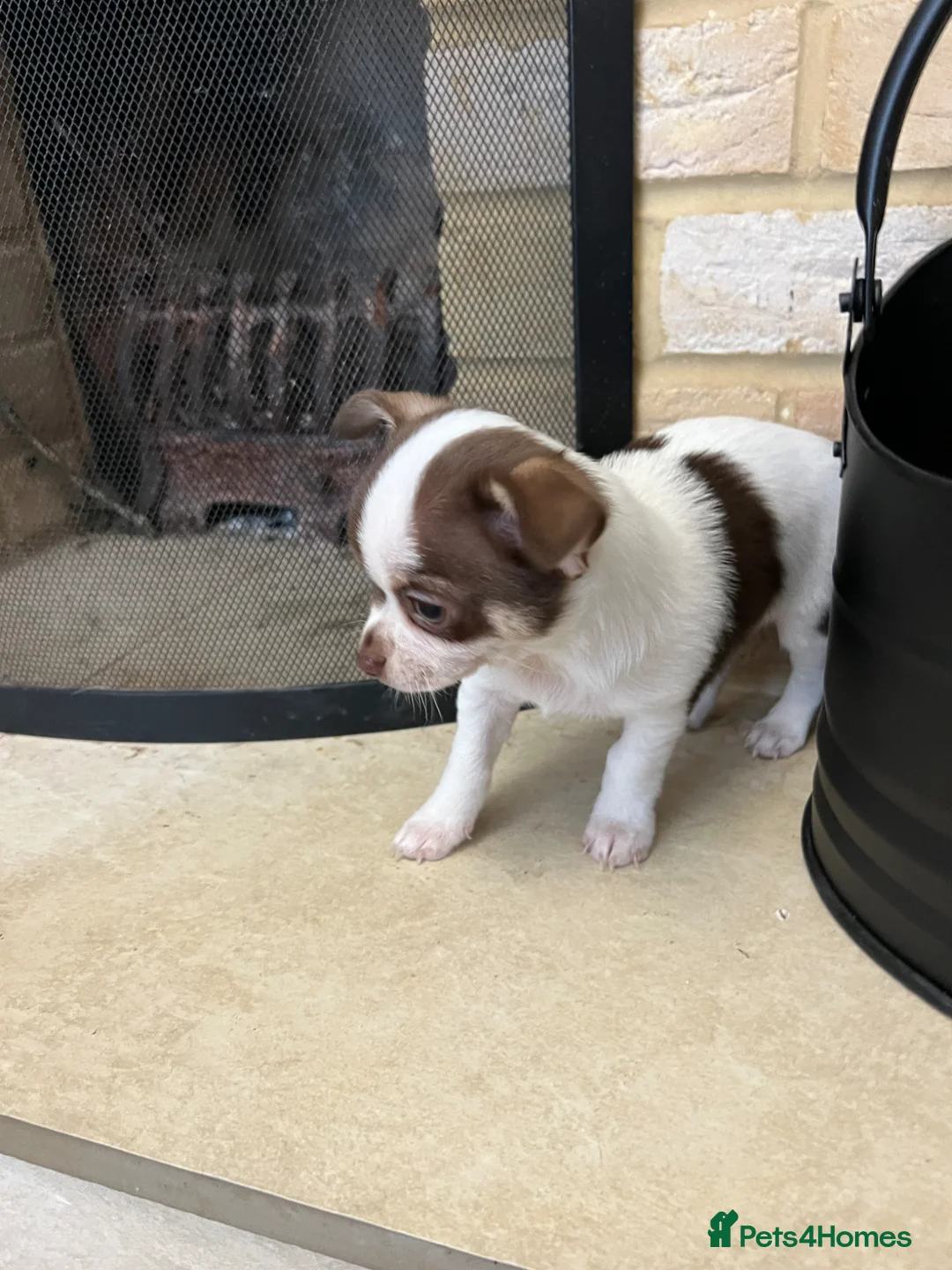 Chihuahua dogs for sale: Gorgeous teeny Chihuahua puppies available 💜 💜 - Advert 2