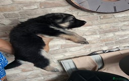German Shepherd dogs for sale: Stunning chunky long haired German Shepherd puppy - Image 5