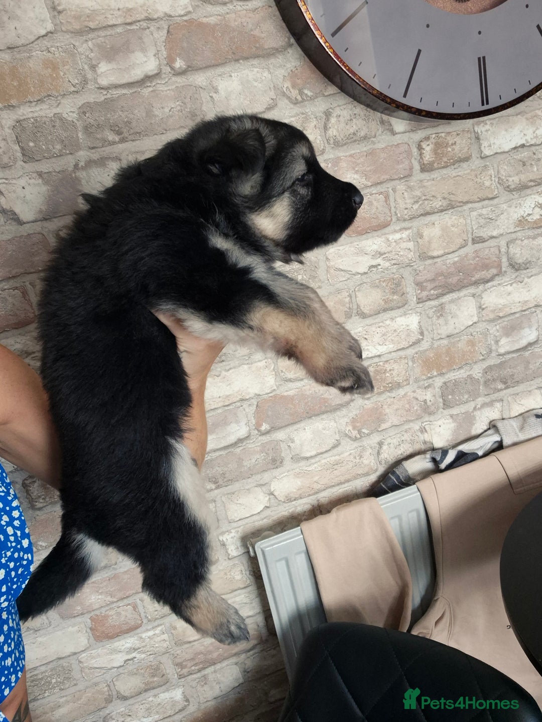 German Shepherd dogs for sale: Stunning chunky long haired German Shepherd puppy - Image 5