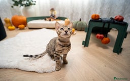 Bengal cats for sale: Bailey-TICA Bengal Girl, Excellent Genetic & Look - Image 7