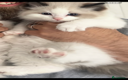 Ragdoll cats for sale: Ragdoll Male 1 years old  - Image 3
