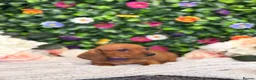 Dachshund dogs for sale: Standard Dachshund Puppies - READY NOW - Advert 9