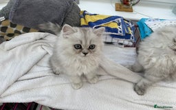 Persian cats for sale: One gorgeous, cheeky, loving little boy left  - Image 10